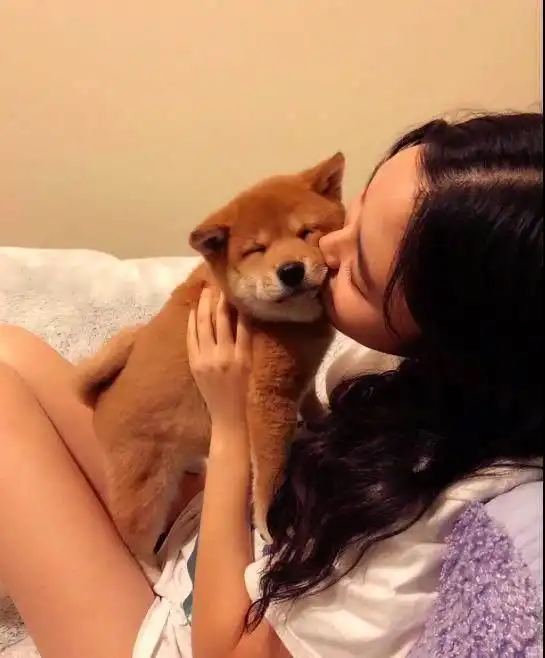 女朋友来我家对柴犬坐了个动作,这家伙露出的表情让我羡慕死了