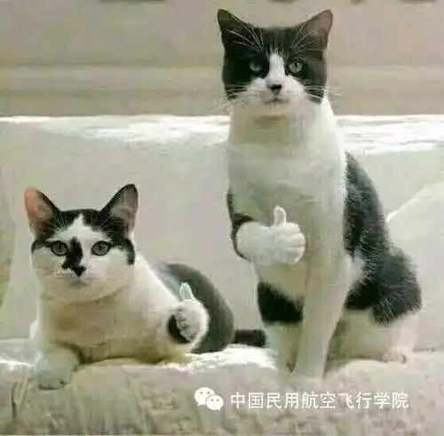 运动会花絮表情包或许会迟到,但绝不会缺席