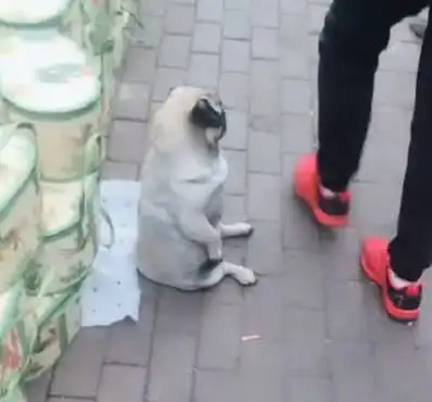 狗狗陪主人摆摊卖包,因坐姿太魔性成焦点,画面滑稽充满了喜感