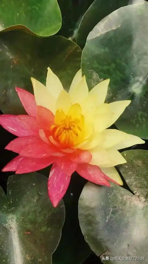 分享图片绝美的双色花