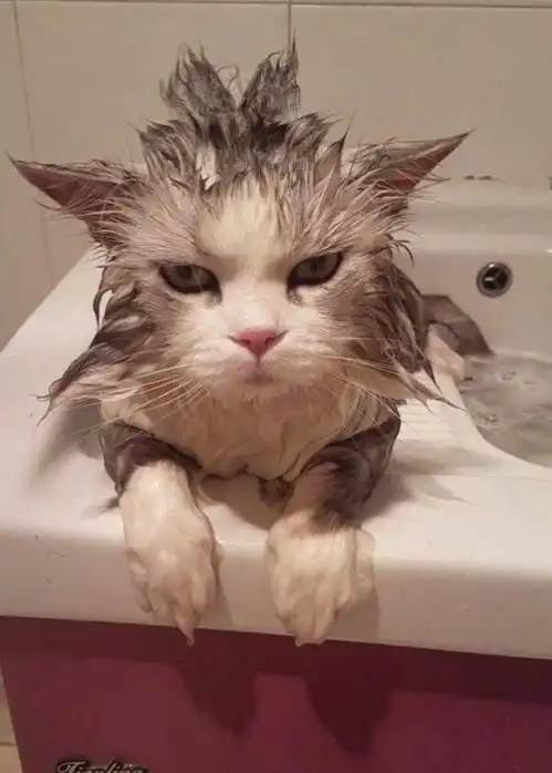 猫咪的发型被主人改造,变成六角形,看它这表情下一秒就要动武