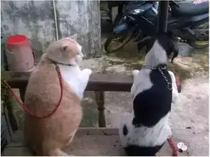 为什么说要以大橘为重因为...