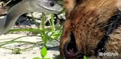 眼镜王蛇实力名副其实,能和蜜獾硬碰硬,蛇獴遇见不得不摇人