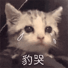 每日搞笑可爱表情包精选