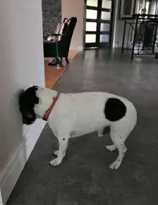 养一只与众不同的汪,是怎样一种体验