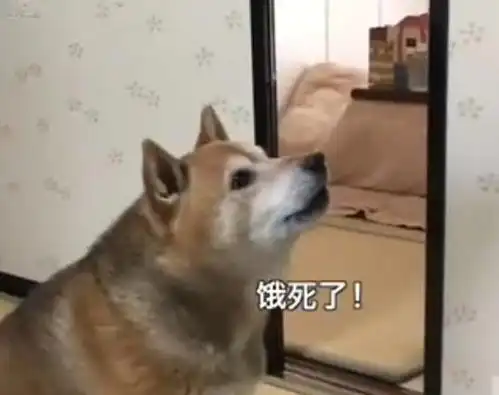 最霸气的柴犬,一旦饿了就叼着饭碗出来,摔到主人面前要求盛饭
