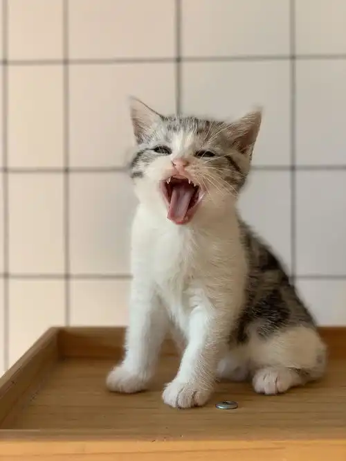 我家猫是不是能出个表情包