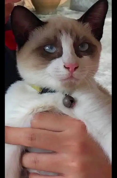 主人抱着猫咪的头亲,它一脸生无可恋的表情我不干净了啊