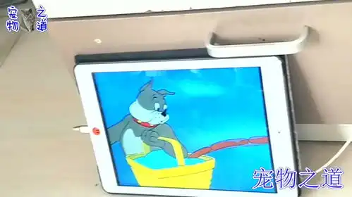 主人给猫宝宝们放动画片猫和老鼠,几只小奶猫的表情亮了