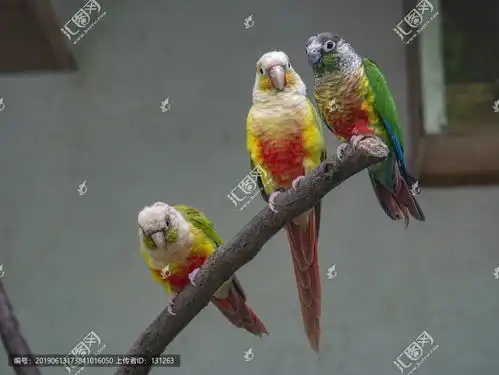 黄边小太阳鹦鹉