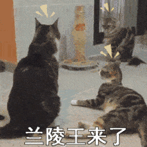 表情包动图2020热门表情包大全