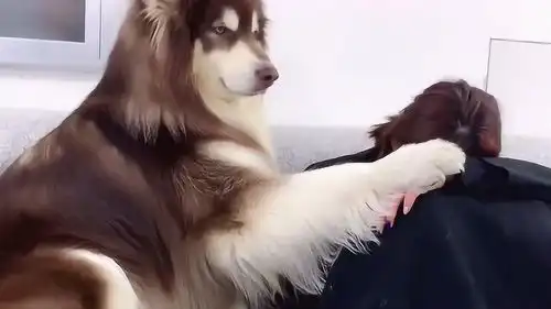 女主人在狗狗面前哭泣,阿拉斯加犬的举动太暖心了,男友力爆棚