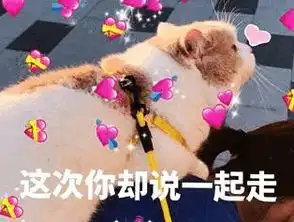 试图撒娇可爱猫咪心心表情包大全