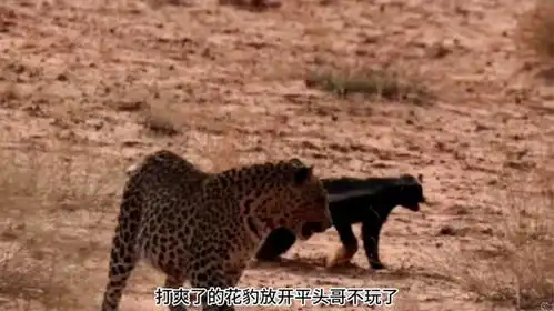 蜜獾打不过花豹母狮埋伏必经之路,能否渔翁得利
