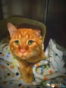 生无可恋的小猫被人领养才1小时就彻底地变了