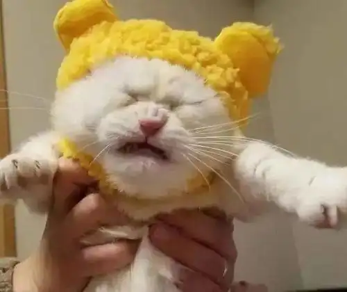 主人强行给猫戴帽子,看到猫咪的表情笑喷这是被气哭了吗