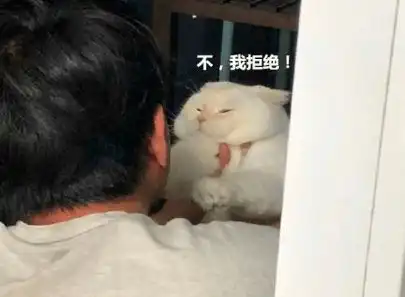 抱起猫咪准备亲,这货嫌弃出表情包,铲屎官合着我就是酸菜鱼