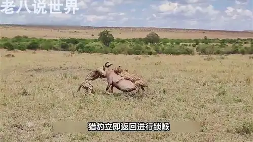 花豹试图猎杀豪猪幼崽,反被扎了一身倒刺,千万不要招惹豪猪