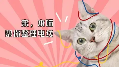 铲屎官旅游不带猫,注意三点保护猫咪安全,让爱猫独自呆家一周