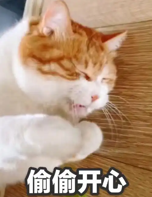 有了这些猫咪表情包,我聊天时的作战能力又上了个等级