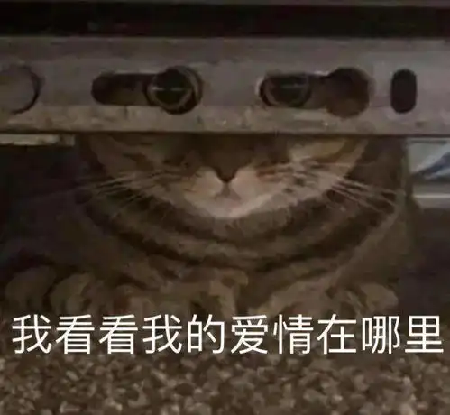 街访金职的甜蜜暴击
