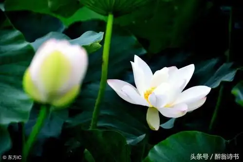 七绝白莲