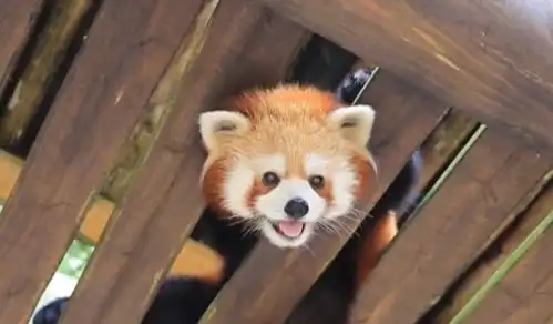小熊猫的头被卡住,折腾了好久才弄出来,脸都被挤成了表情包