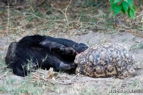 暴躁的蜜獾,敢叫板比自己体型大数倍的对手,难道就没有对手吗