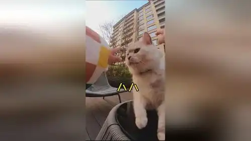 娃视角沉浸式感受猫喝充气和娃的互动,最后这声棒棒糖真的萌化我了