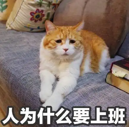 吸猫日常11分享一波实用猫猫