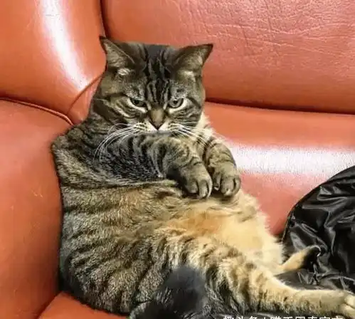 猫咪被主人说太胖了,恼羞成怒坐在地上哭朕要和你断绝主仆关系