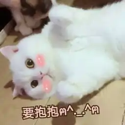 有什么适用于和老公男票撒娇的可爱表情包