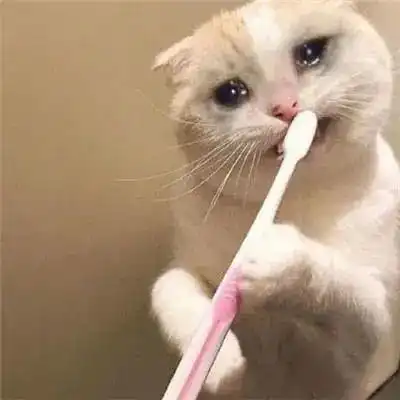 猫咪哭的样子,好像大明湖畔的夏雨荷第83期喵表情