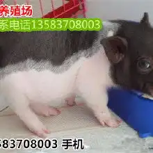 小香猪价格小香猪批发小香猪厂家小香猪大全hc360慧聪网