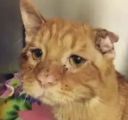 橘猫被虐弃养后不会笑了,每天沮丧脸差点被安乐死