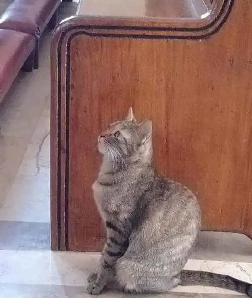 猫主子表情认真坐在教堂里,猫上帝啊,请赐本喵吃不完的鱼干吧
