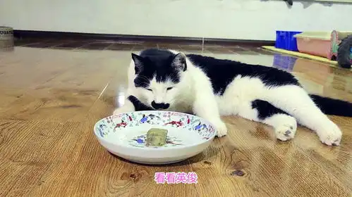 端着臭豆腐让16只猫闻,搞得众叛亲离,二哈猫的表情戏骨都难模仿