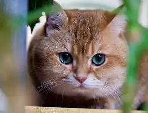 男生,你为什么喜欢用猫做头像
