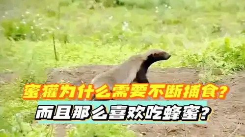 蜜獾为什么需要不断捕食而且那么喜欢吃蜂蜜