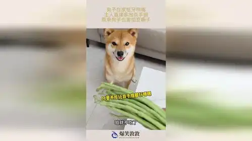 狗子在家呲牙咧嘴,主人直接拿出杀手锏,原来狗子也害怕豆橛子