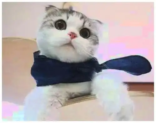 猫咪给主人送小老鼠当礼物,表情严肃不看你吃完,我不会罢休