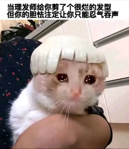 妹子养的白猫,屁股蛋长金毛,网友不信,点开一看嚯,菊部金渐层猫咪老鼠花猫宝宝逗猫网易订阅