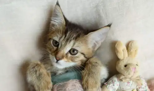 这3种养猫前后的变化,只有铲屎官才能懂