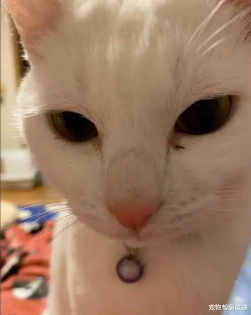 猫咪陷入零食和上药的纠结,一会靠近,一会迟疑的表情笑喷众人