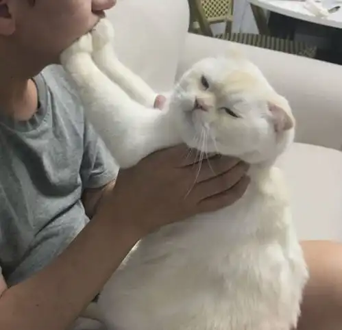主人抱起猫刚想亲它,猫接下来的反应令他心酸,喵离我远点