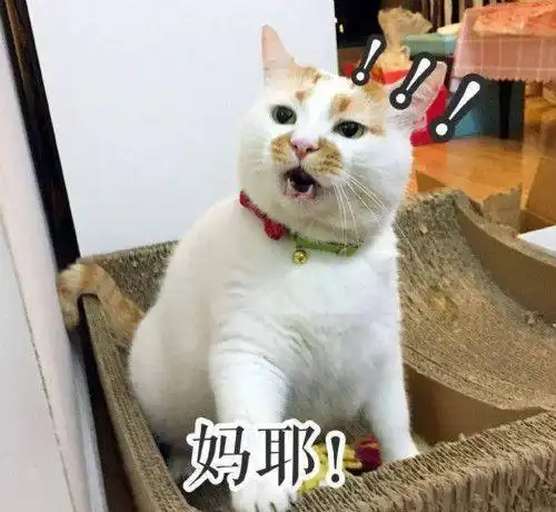 男子遇上鸳鸯大盗,没生气还蹲下摸摸头你们来我家偷好不