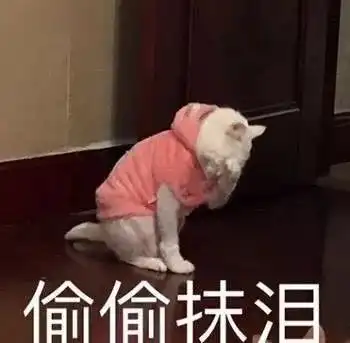 猫咪表情包丨你是要讲道理,还是要我