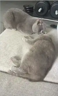 公猫本想趁母猫睡着偷偷亲一口,母猫突然醒来,公猫的表情亮了