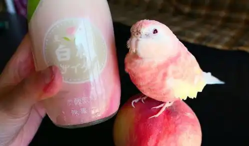 最受女孩子喜欢的五种鹦鹉,金太阳仅排第四,第一名葵花鹦鹉