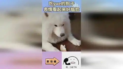 吃yue的狗子,表情看起来好尴尬